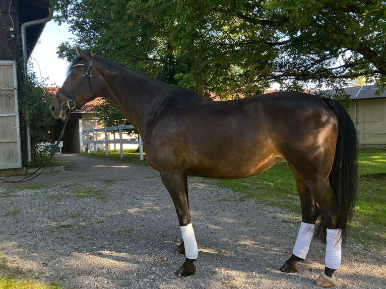 Hungarian Sport Horse Mare 9 years 16,3 hh Bay-Dark in Wessobrunn