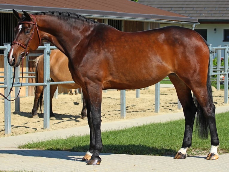 Hungarian Sport Horse Mare 9 years 17.1 hh Brown in Maierhöfen