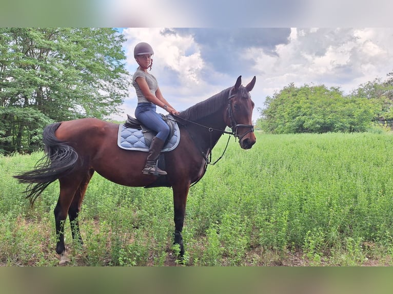 Hungarian Sport Horse Mare 9 years 17 hh Brown-Light in Kecskem&#xE9;t