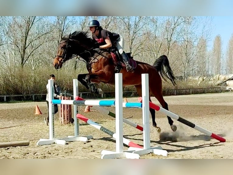 Hungarian Sport Horse Mare 9 years 17 hh Brown-Light in Kecskemét