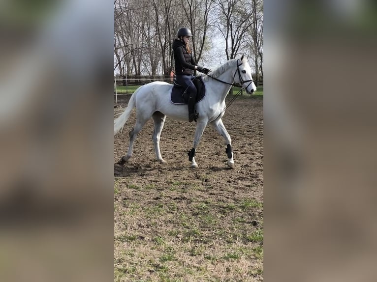 Hungarian Sport Horse Mare 9 years Gray in Lajosmizse