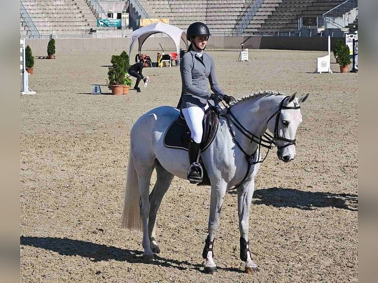 Hungarian Sport Horse Mare 9 years Gray in Lajosmizse