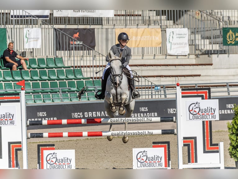 Hungarian Sport Horse Mare 9 years Gray in Lajosmizse
