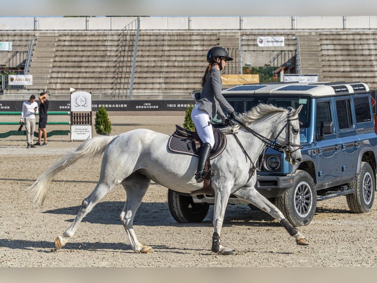 Hungarian Sport Horse Mare 9 years Gray in Lajosmizse