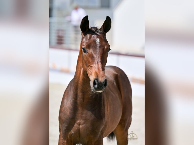 Hungarian Sport Horse Mare Foal (04/2025) Bay in S&#xFA;r