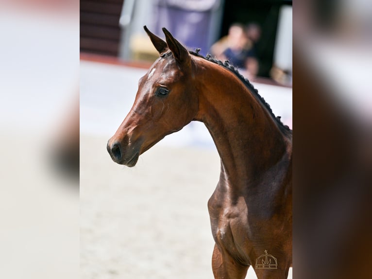 Hungarian Sport Horse Mare Foal (04/2025) Bay in S&#xFA;r