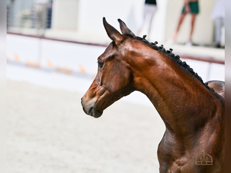 Hungarian Sport Horse Mare Foal (04/2025) Bay in S&#xFA;r