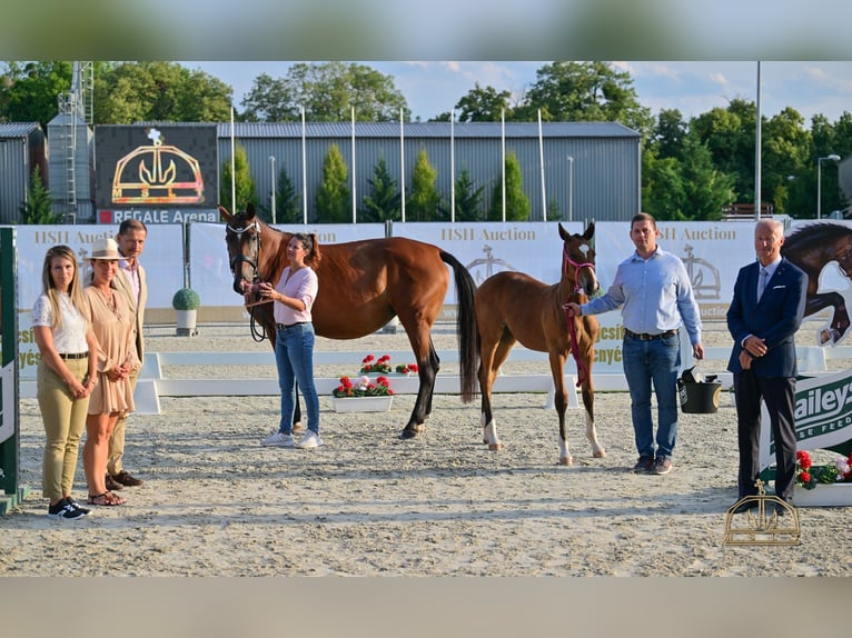 Hungarian Sport Horse Mare Foal (04/2025) Bay in Karcag