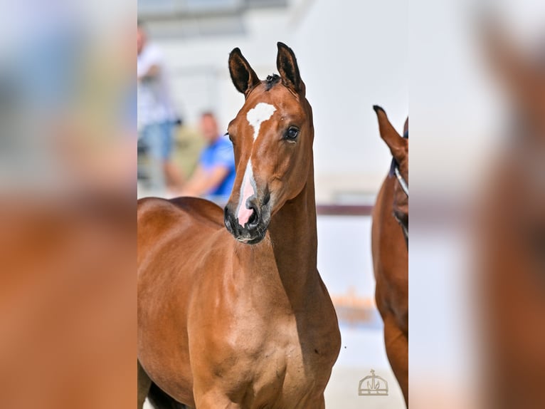 Hungarian Sport Horse Mare Foal (04/2025) Bay in Karcag