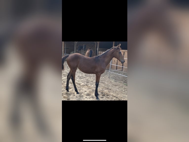 Hungarian Sport Horse Mare  Brown in Nagydobsza