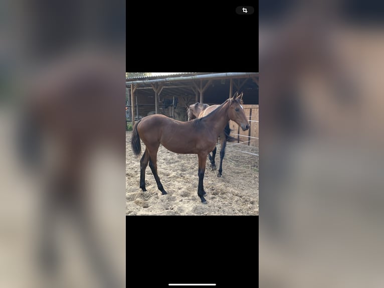 Hungarian Sport Horse Mare  Brown in Nagydobsza