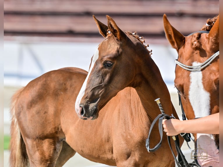 Hungarian Sport Horse Mare Foal (06/2025) Chestnut in Lajosmizse