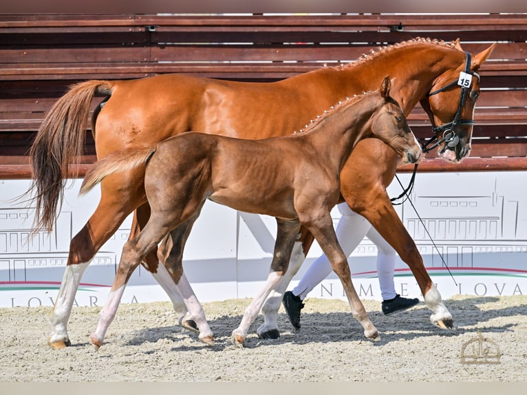 Hungarian Sport Horse Mare Foal (06/2025) Chestnut in Lajosmizse