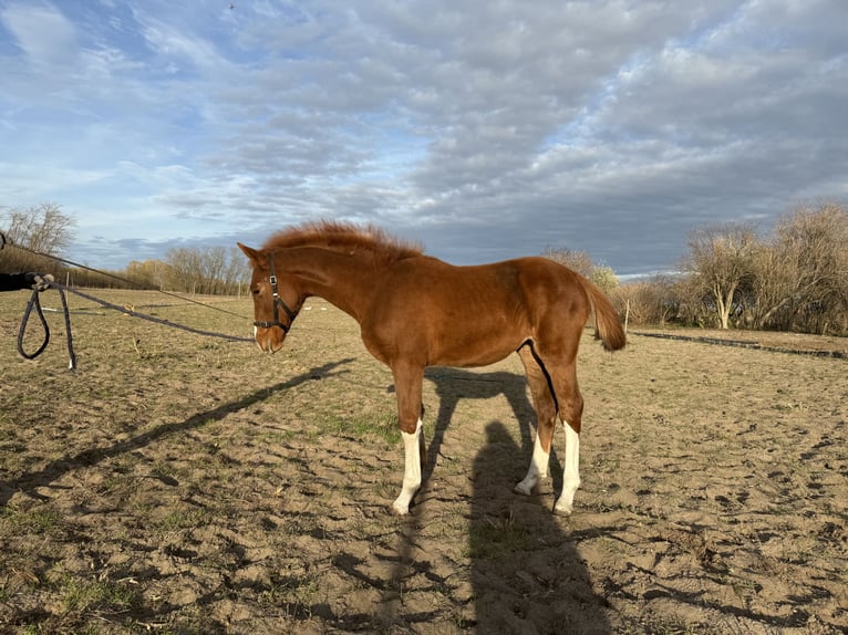 Hungarian Sport Horse Mare Foal (06/2025) Chestnut in Lajosmizse