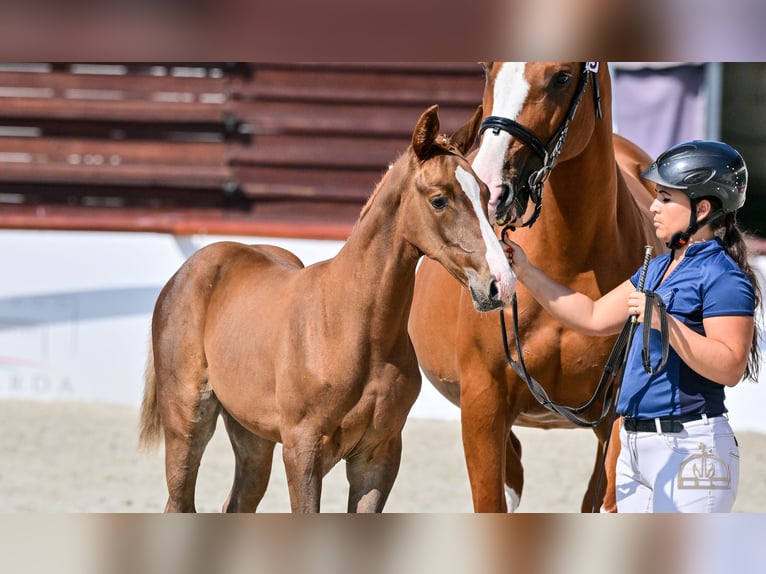 Hungarian Sport Horse Mare Foal (06/2025) Chestnut in Lajosmizse