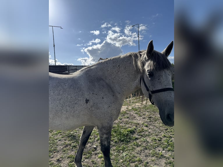 Hungarian Sport Horse Stallion 10 years Grey in Promna-Kolonia