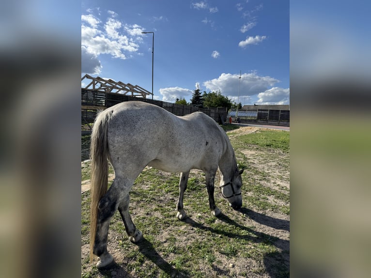 Hungarian Sport Horse Stallion 10 years Grey in Promna-Kolonia