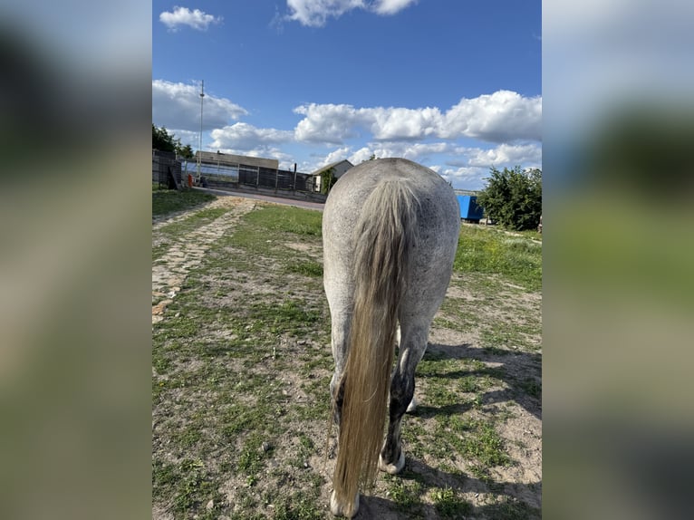 Hungarian Sport Horse Stallion 10 years Grey in Promna-Kolonia