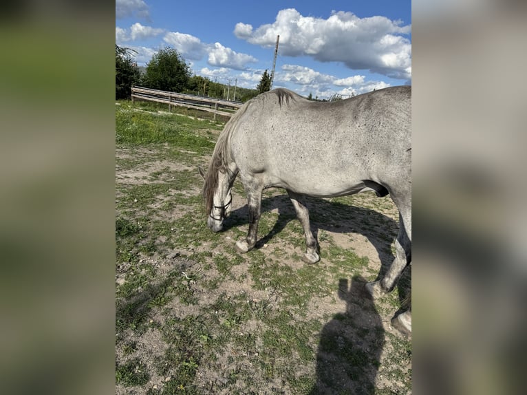 Hungarian Sport Horse Stallion 10 years Grey in Promna-Kolonia