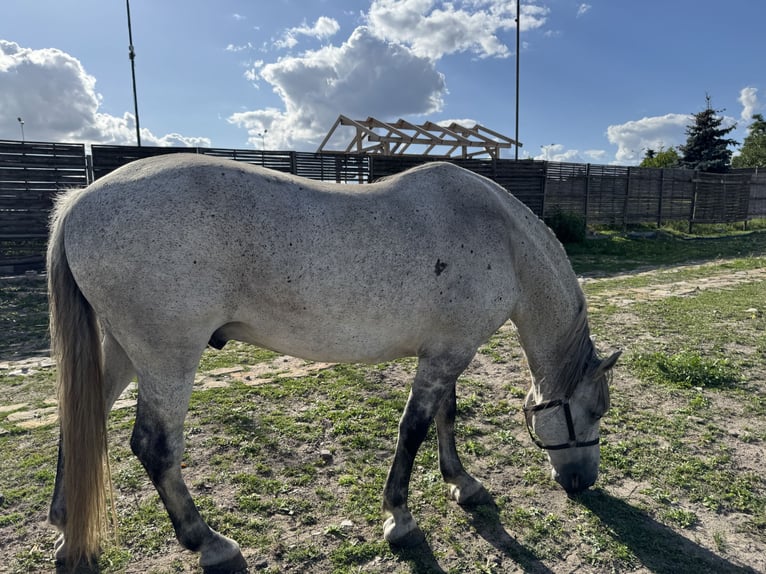 Hungarian Sport Horse Stallion 10 years Grey in Promna-Kolonia