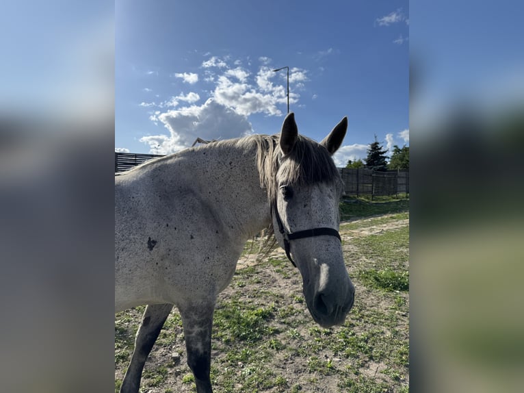Hungarian Sport Horse Stallion 10 years Grey in Promna-Kolonia