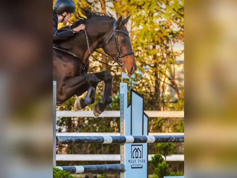 Hungarian Sport Horse Stallion 14 years 16,2 hh Bay-Dark in C&#x103;ciula&#x163;i
