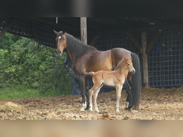 Hungarian Sport Horse Stallion 1 year 13,3 hh Brown-Light in Székesfehérvár