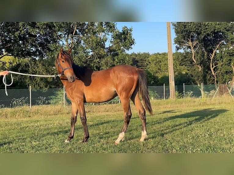 Hungarian Sport Horse Stallion 1 year 13,3 hh Brown-Light in Székesfehérvár