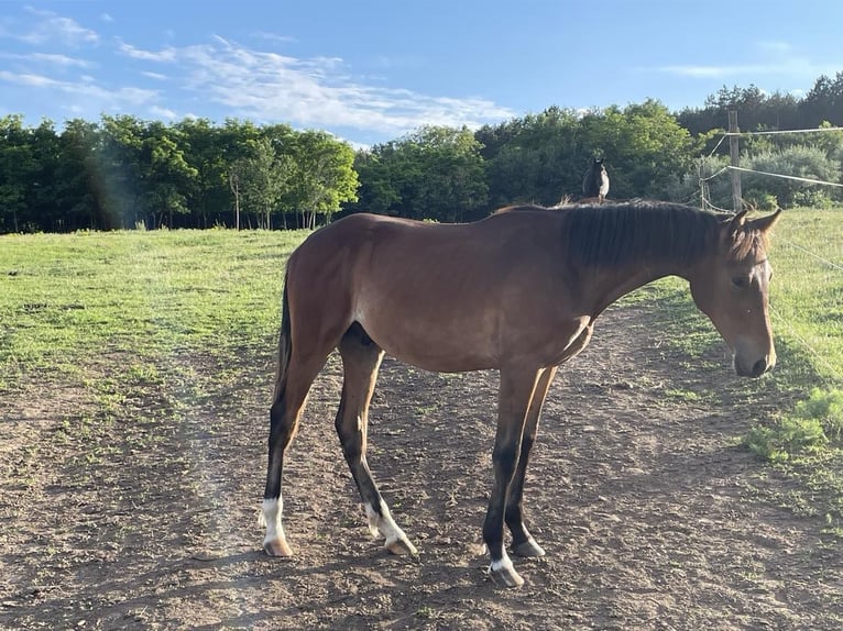 Hungarian Sport Horse Stallion 1 year 13,3 hh Brown-Light in Székesfehérvár