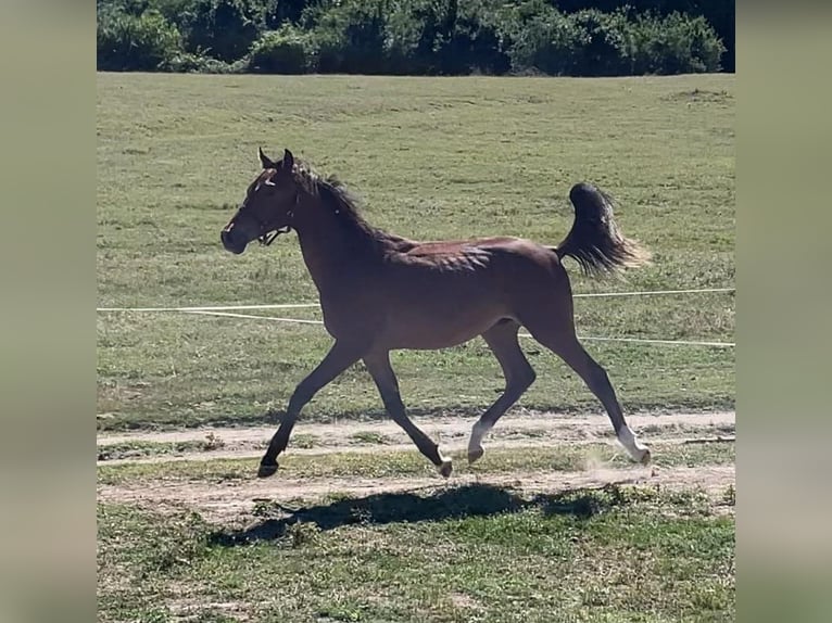 Hungarian Sport Horse Stallion 1 year 13,3 hh Brown-Light in Székesfehérvár