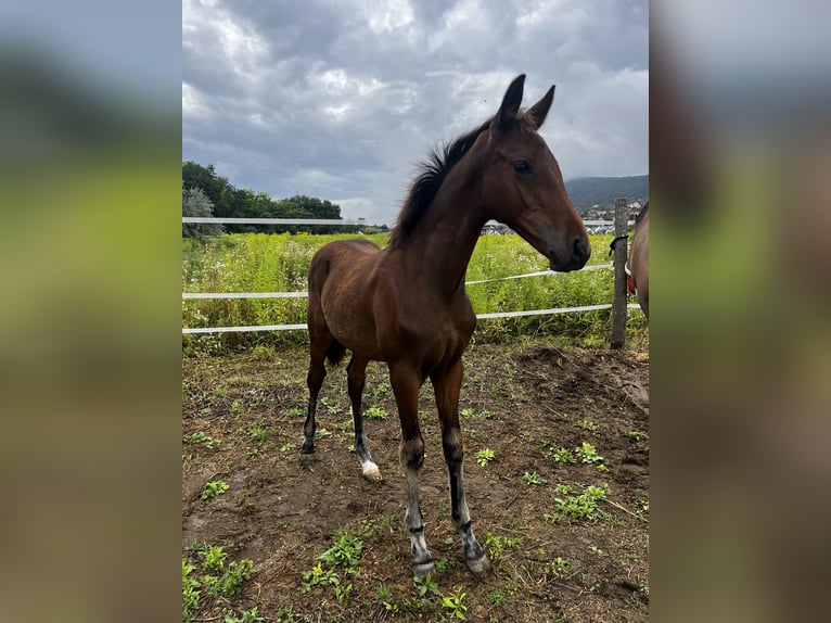 Hungarian Sport Horse Stallion 1 year 14.2 hh Brown in Pilisborosjenő