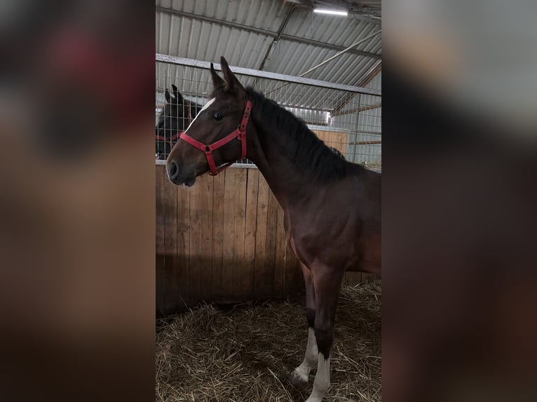 Hungarian Sport Horse Stallion 1 year 14,2 hh Bay-Dark in Békés