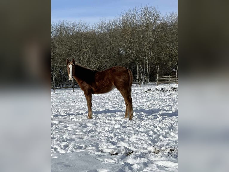 Hungarian Sport Horse Stallion 1 year 15.1 hh Chestnut-Red in Keszthely