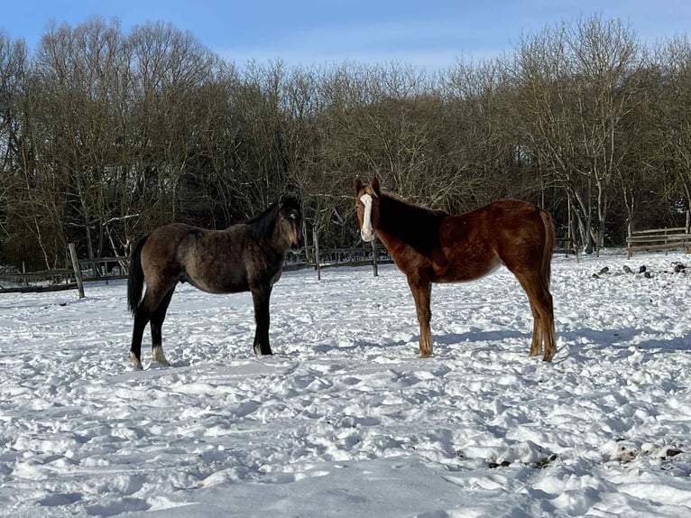 Hungarian Sport Horse Stallion 1 year 15.1 hh Chestnut-Red in Keszthely