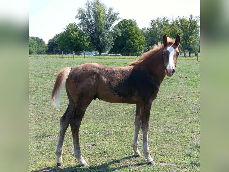 Hungarian Sport Horse Stallion 1 year 15.1 hh Chestnut-Red in Keszthely
