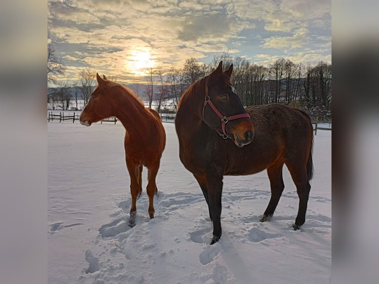 Hungarian Sport Horse Stallion 1 year 15.1 hh Chestnut-Red in Keszthely