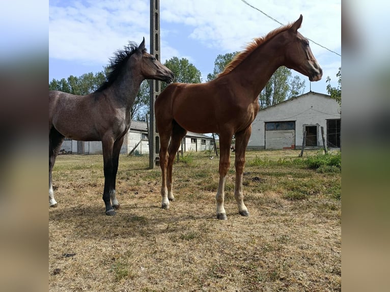Hungarian Sport Horse Stallion 1 year 15.1 hh Chestnut-Red in Keszthely