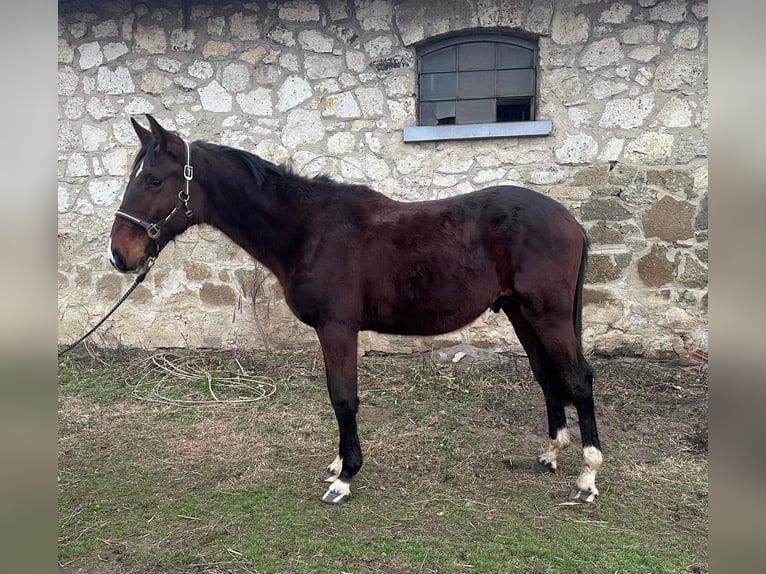 Hungarian Sport Horse Stallion 2 years 15,1 hh Brown in Heves