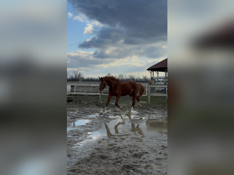Hungarian Sport Horse Stallion 2 years 15.2 hh Chestnut in Dévaványa