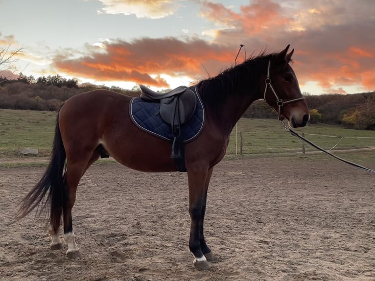 Hungarian Sport Horse Stallion 2 years 15,1 hh Bay in Sz&#xE9;kesfeh&#xE9;rv&#xE1;r