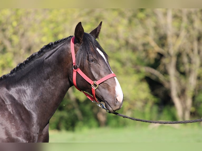 Hungarian Sport Horse Stallion 2 years 15,2 hh Bay-Dark in Pápa