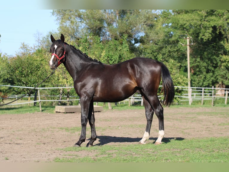 Hungarian Sport Horse Stallion 2 years 15,2 hh Bay-Dark in Pápa
