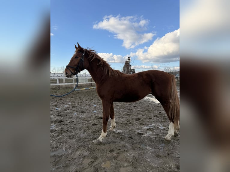Hungarian Sport Horse Stallion 2 years 15,2 hh Chestnut in Dévaványa