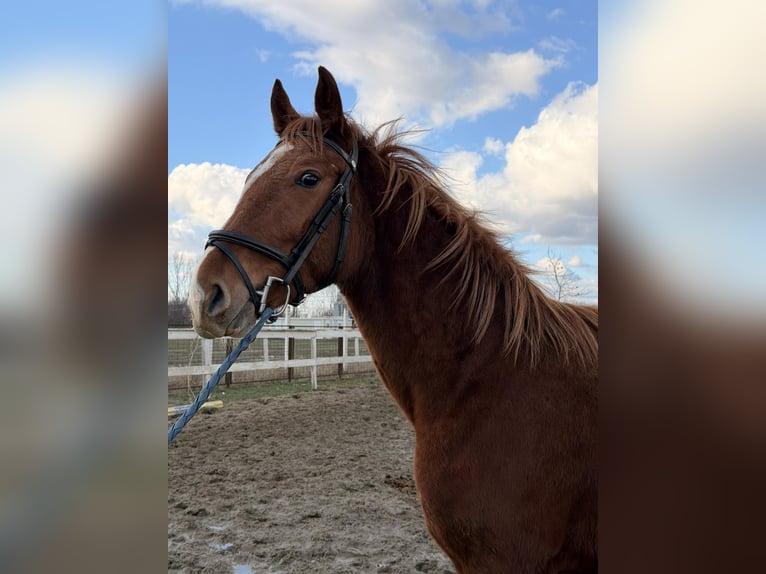 Hungarian Sport Horse Stallion 2 years 15,2 hh Chestnut in Dévaványa