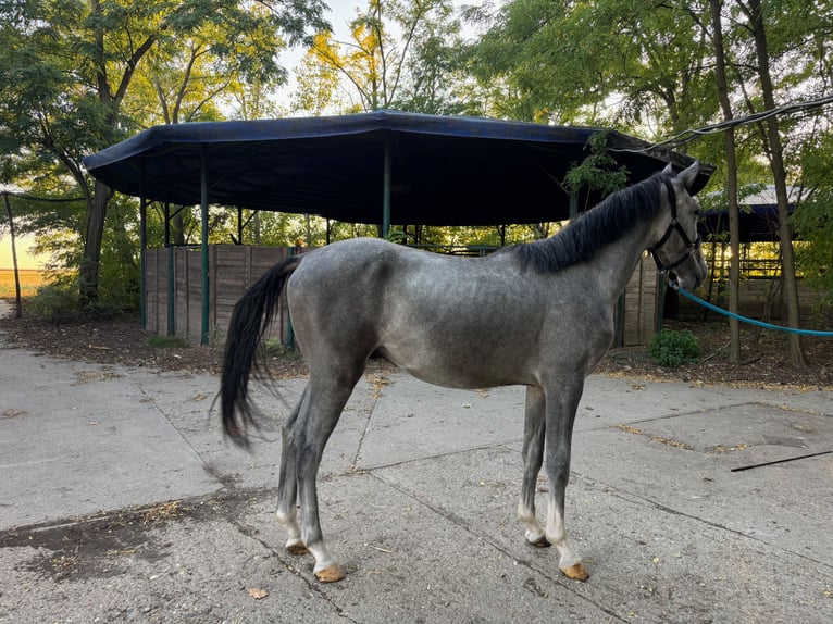 Hungarian Sport Horse Stallion 2 years 15,2 hh Grey in Budapest