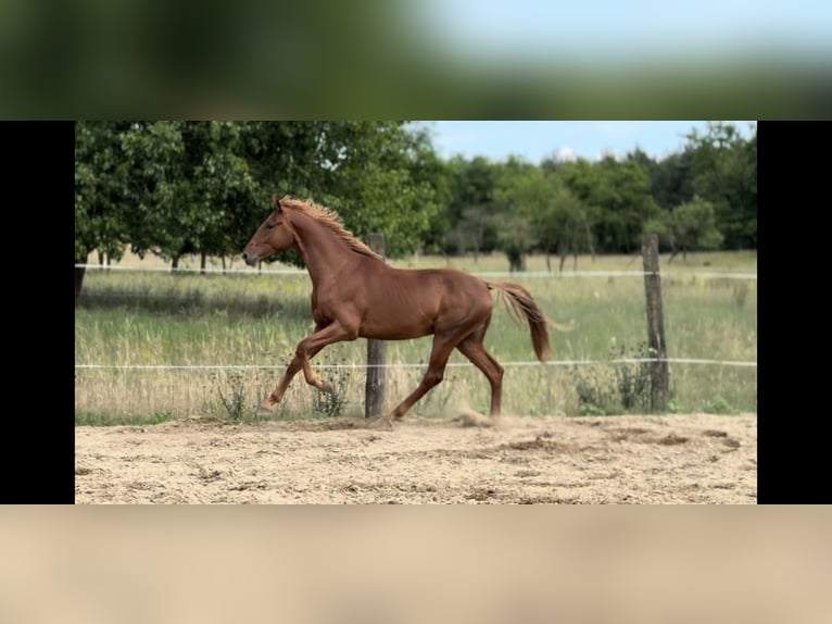 Hungarian Sport Horse Stallion 2 years 16 hh Chestnut in Százhalombatta