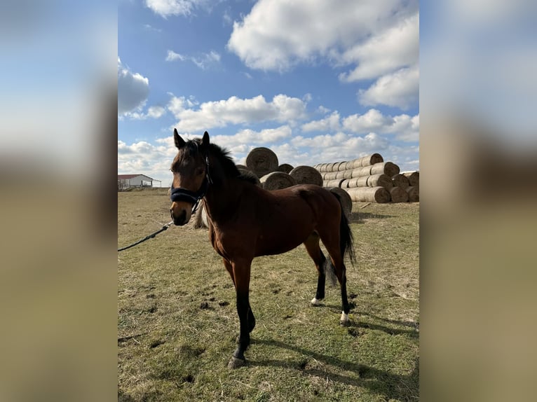 Hungarian Sport Horse Stallion 3 years 15.1 hh Bay in Dévaványa