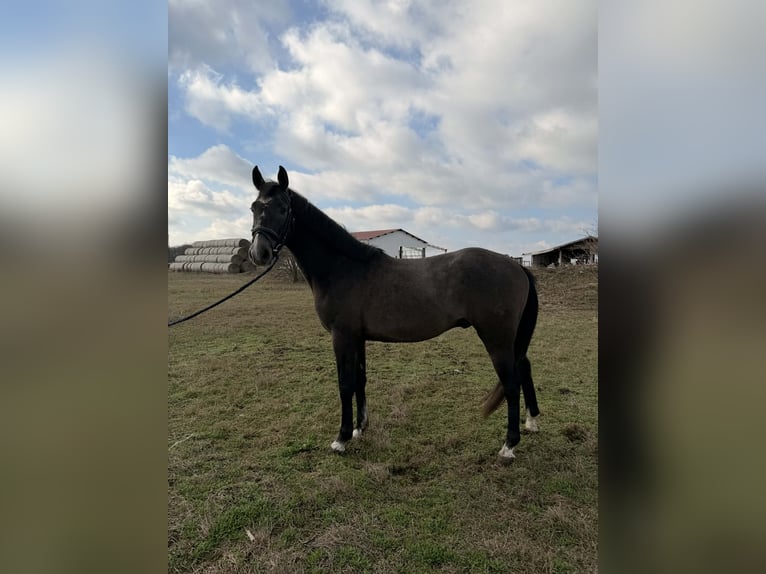 Hungarian Sport Horse Stallion 3 years 15.1 hh Grey in Dévaványa