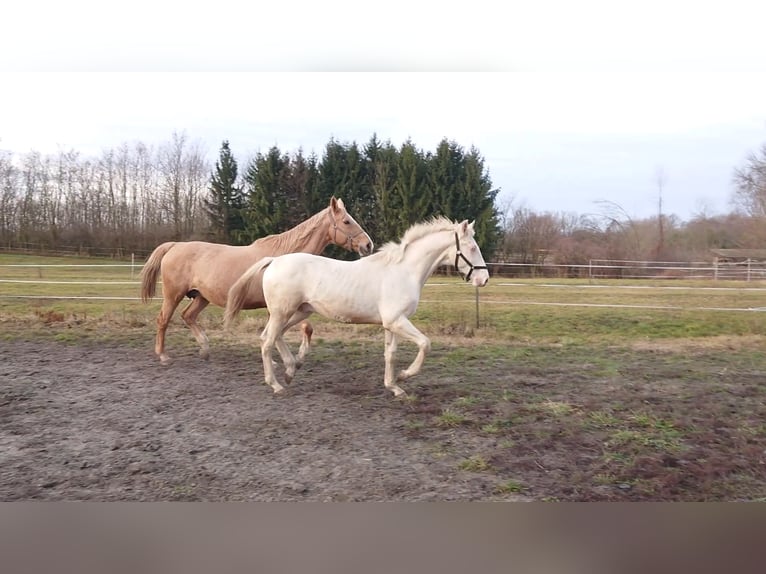 Hungarian Sport Horse Stallion 3 years 15,2 hh Cremello in Marcali