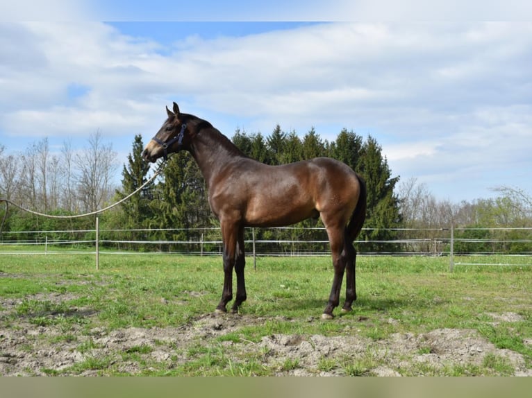 Hungarian Sport Horse Stallion 3 years 15,3 hh Dun in Marcali